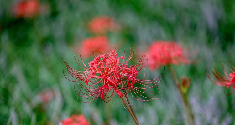多彩缤纷的彼岸花花语（探索不同颜色彼岸花的寓意与象征）