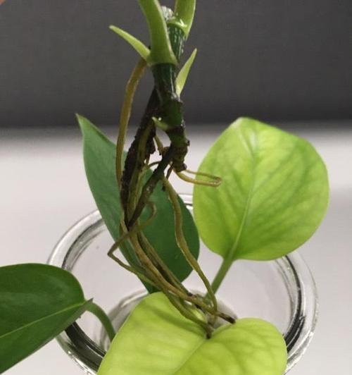绿萝水培与土培的优劣比较（哪种栽种方法更适合绿萝的生长）