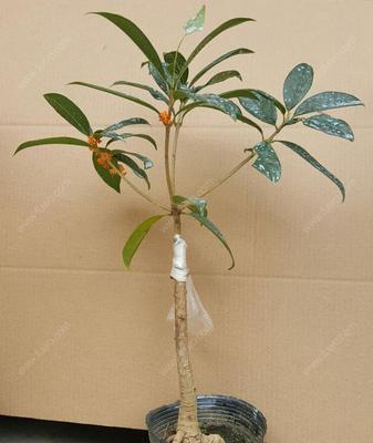 探究桂花的浇水需求(多或少,哪种水量更适合桂花?)