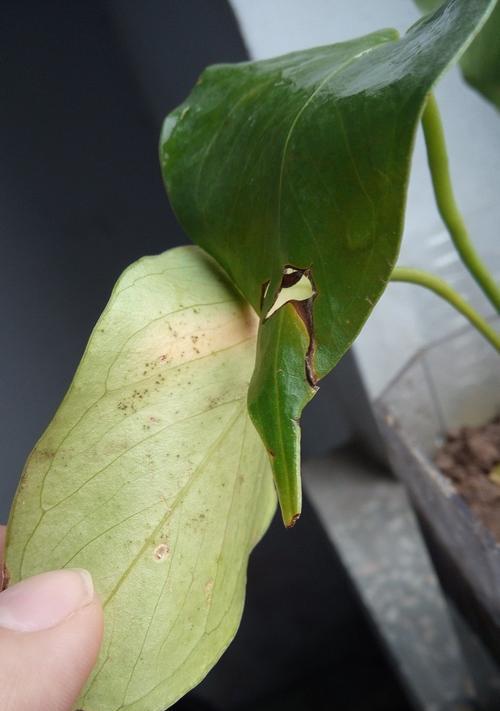 如何救活火鹤花？（解决叶子干枯问题的有效方法）