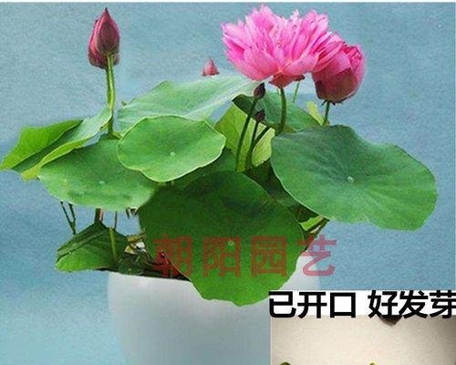 荷花不开花的原因及解决方法（探究荷花不开花的原因，教你让荷花开得更美）