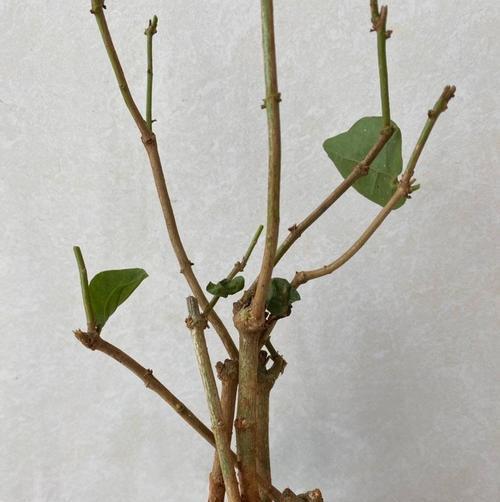 茉莉花盆栽养殖方法（家庭中如何养护茉莉花？茉莉花的生长条件和注意事项。）