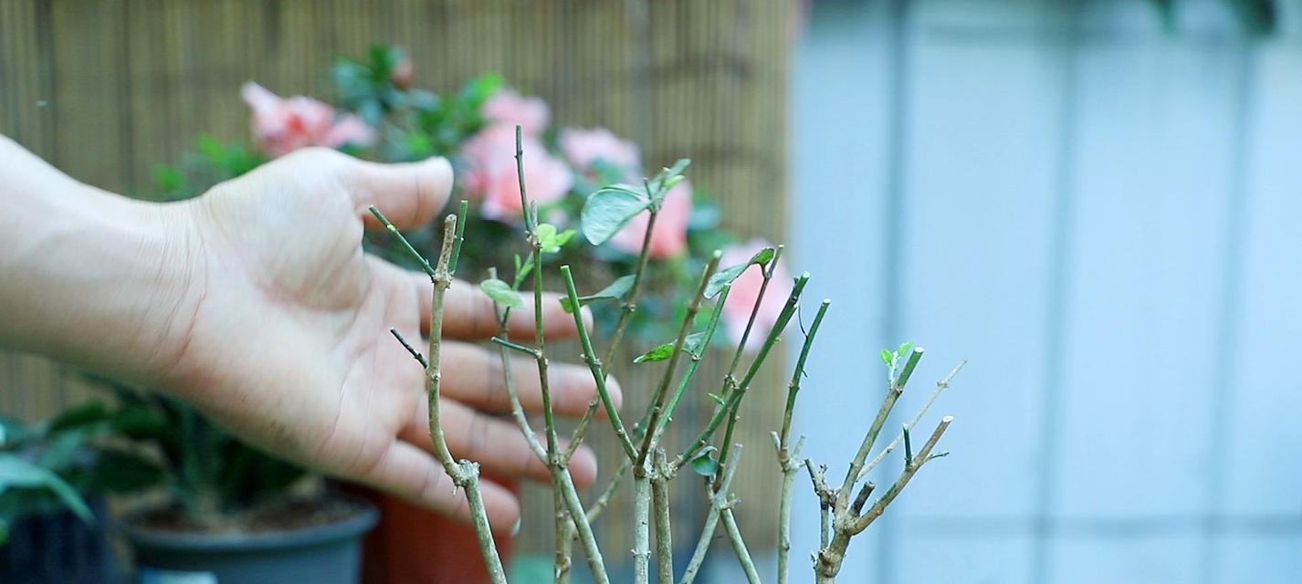 茉莉花盆栽养殖方法（家庭中如何养护茉莉花？茉莉花的生长条件和注意事项。）