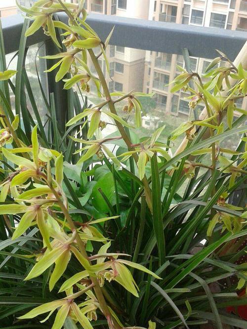 兰花叶子剪光还能活吗？（剪光之后如何护理，你需要知道的关键要点）