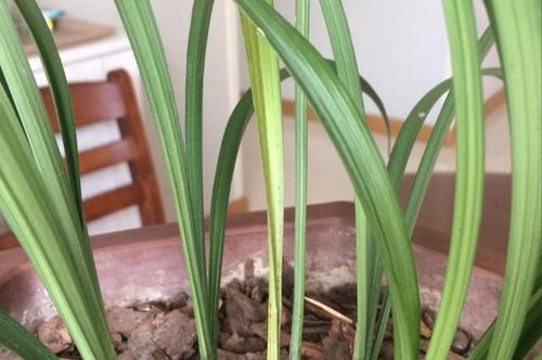 兰花叶子剪光还能活吗？（剪光之后如何护理，你需要知道的关键要点）