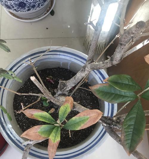 为什么桂花叶尖会发黑？（探究桂花叶尖变黑的原因及预防方法）