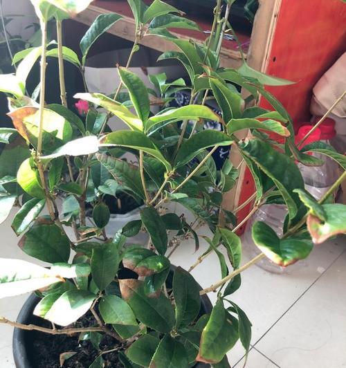 为什么桂花叶尖会发黑？（探究桂花叶尖变黑的原因及预防方法）