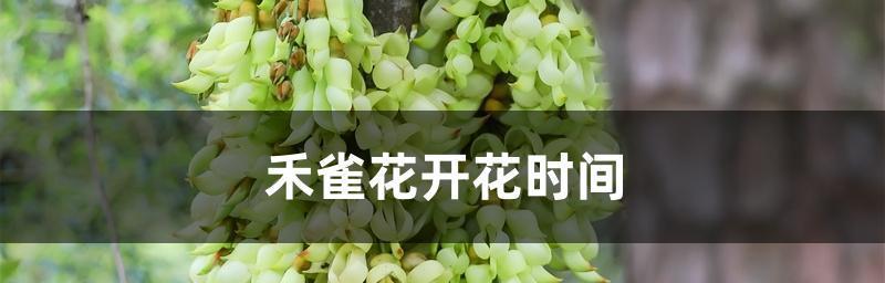 花开花落，春夏秋冬各不同（了解花的开放时间，更好地欣赏花的美丽）