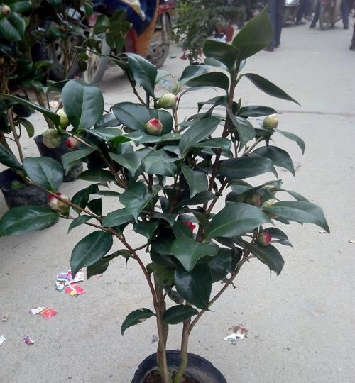 走近赤丹茶花（这种花真的那么好养吗？）