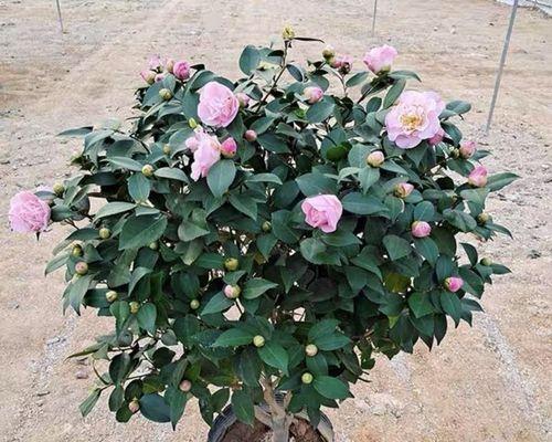 四季山茶花的养殖技巧（了解四季山茶花的生长特点，轻松养出美丽的花朵）