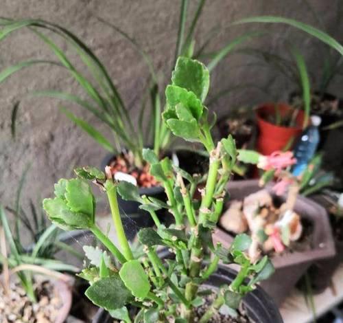长寿花叶片边缘焦枯的原因及防治方法（探究长寿花叶片边缘焦枯的病因，提供解决方案）