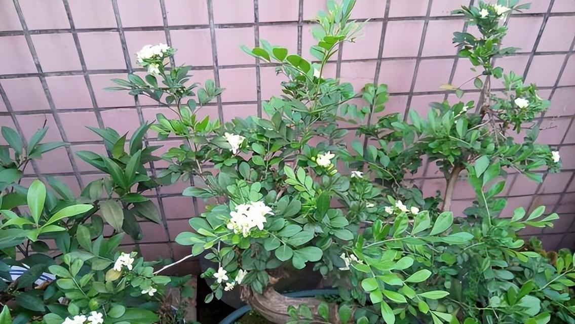 九里香盆栽养殖方法与注意事项（打造绿色生活，从九里香开始）
