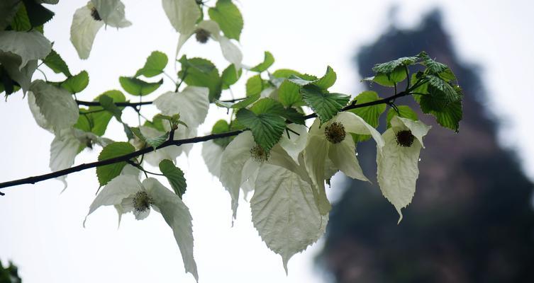 鸽子花花语之美（传递宽容与和平的鸽子花，寓意什么？）
