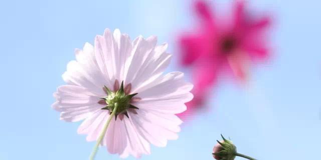 格桑花风水寓意与作用（探索格桑花在风水中的重要地位与功效）