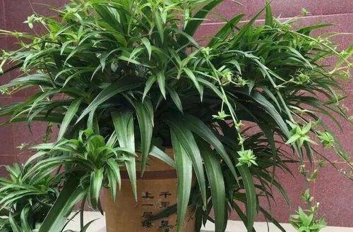 养护吊兰的秘诀（从种植到养护全面解析，轻松拥有翠绿植物）