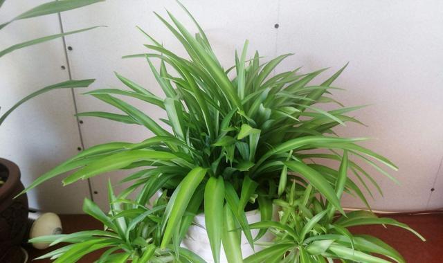 养护吊兰的秘诀（从种植到养护全面解析，轻松拥有翠绿植物）