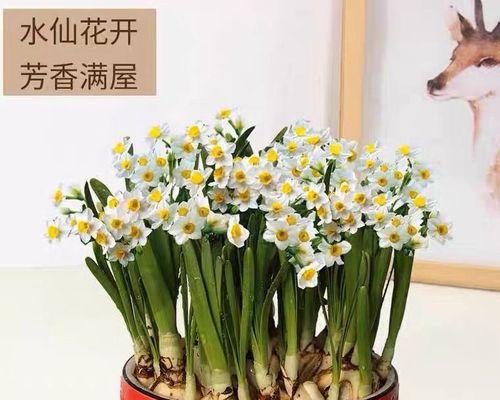 水仙花水培养殖方法（从零开始，轻松养活水仙花）
