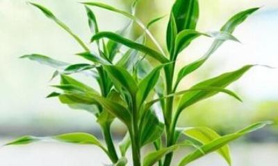 如何养护富贵竹?(家里常见的富贵竹养护技巧)
