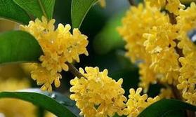 桂花的象征意义及寓意（芬芳四溢的桂花，传递的是什么？）