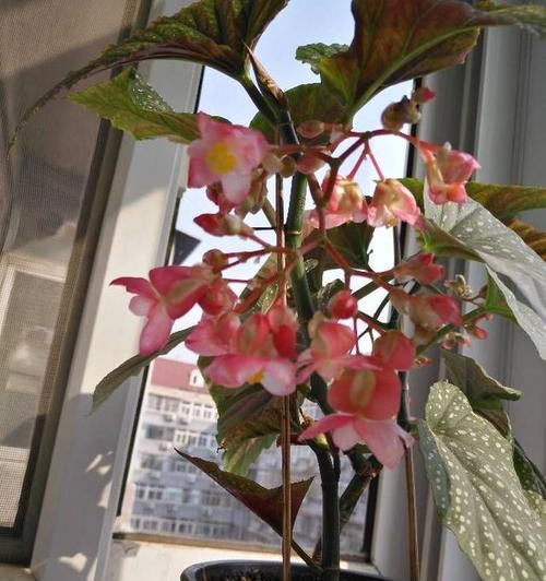 海棠花的寓意与象征风水（海棠花的美丽与祝福、风水中的海棠花、海棠花的传说和文化意义）