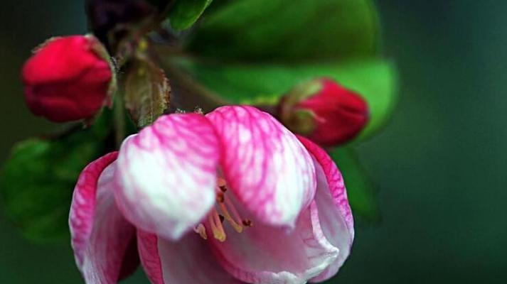海棠花的寓意与象征风水（海棠花的美丽与祝福、风水中的海棠花、海棠花的传说和文化意义）