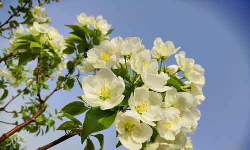 海棠花的花语及象征意义（探寻海棠花的深刻寓意）