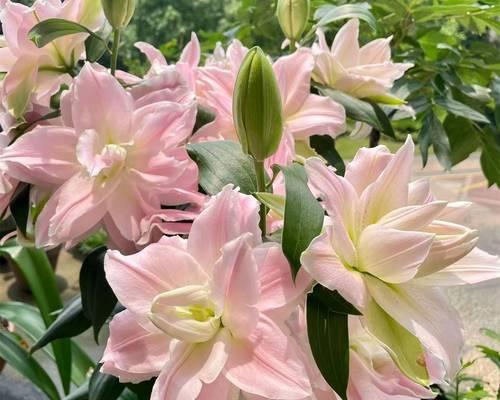 种植百合种球全攻略（从选择时机到灌溉方法，助你成为种植百合高手）