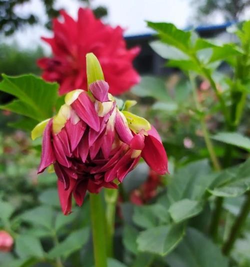大丽花的冬季养护（如何让大丽花顺利度过寒冷的冬季）