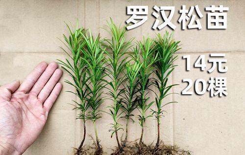 如何种植罗汉松种子？（从选购到养护，全面解析罗汉松种植技巧）