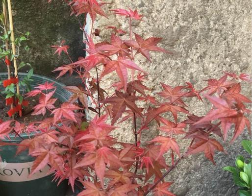 枫叶树的养殖技巧（从萌芽到成树，一步步教你打造属于自己的枫叶树园）