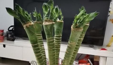 核桃的风水寓意与摆放位置（利用核桃提升财富和健康的风水之道）