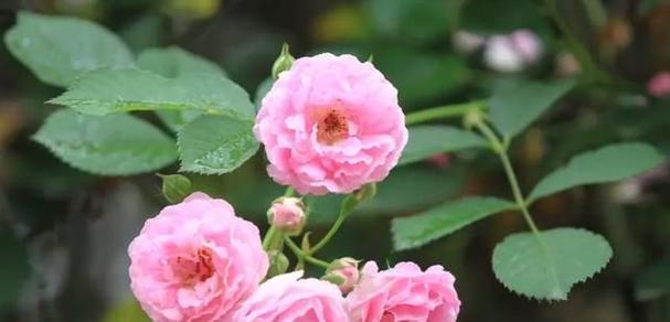 黑蔷薇的花语与代表意义（探寻黑蔷薇的神秘之美）