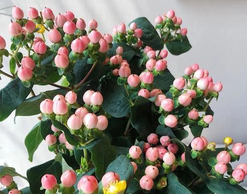 红豆开花的寓意与花语（红豆开花的象征意义与文化内涵）