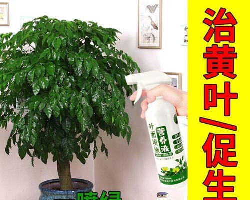 如何选用最佳肥料，让幸福树快速成长？（为你的幸福树选择合适的肥料是至关重要的一步。）