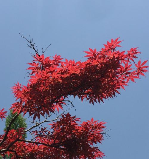 红枫花的花语及含义（红枫花的浓情美丽与寓意深远）