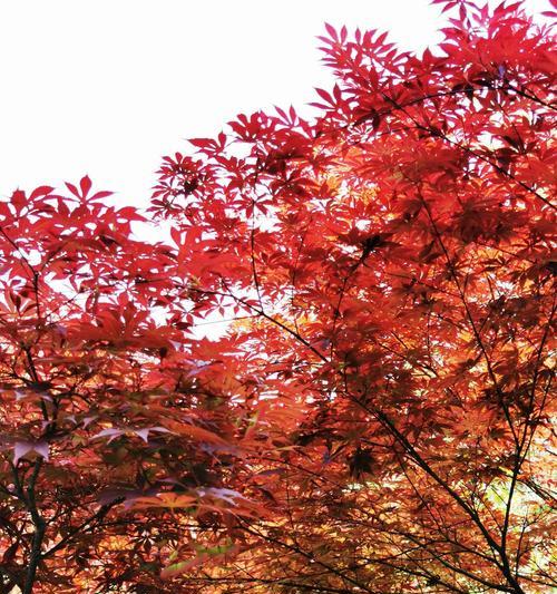红枫花的花语及含义（红枫花的浓情美丽与寓意深远）