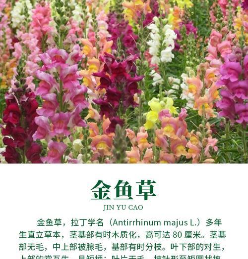 金鱼草的换盆季节（如何掌握金鱼草的换盆时机）