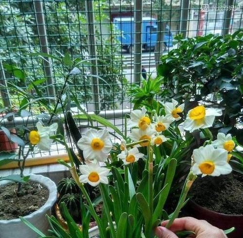 疯长不开花的水仙怎么办？（八个方法让水仙花开得更美）