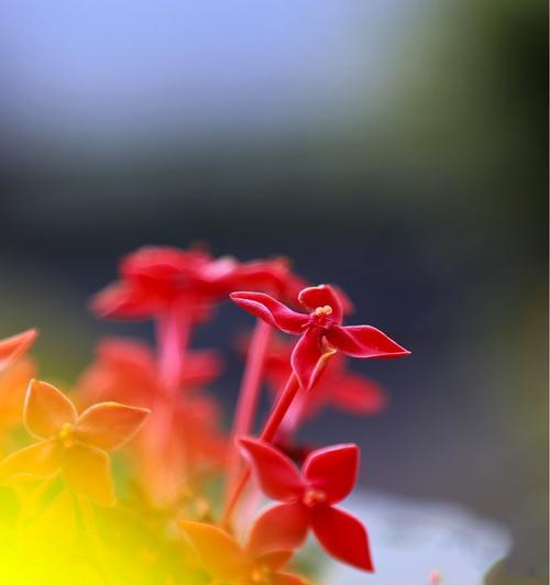 红色丁香花的花语与意义（红色丁香花传达的情感和象征）