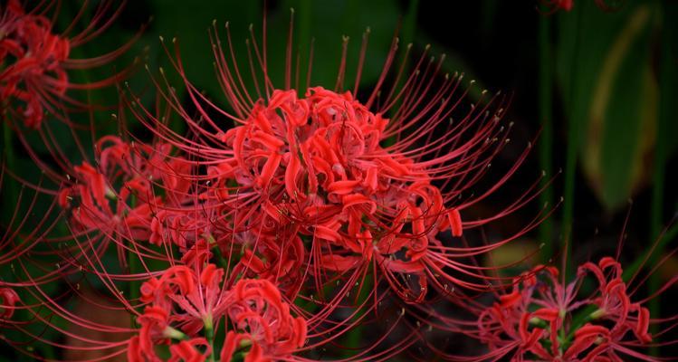 红色丁香花的花语与意义（红色丁香花传达的情感和象征）