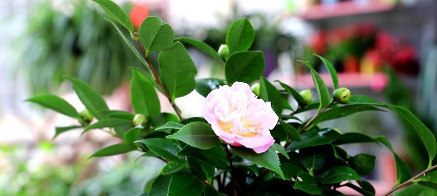 茶花秋冬季节的养护指南(如何让茶花健康过冬?)