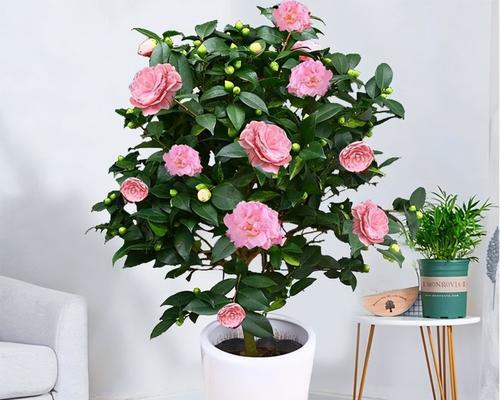 茶花秋冬季节的养护指南（如何让茶花健康过冬？）