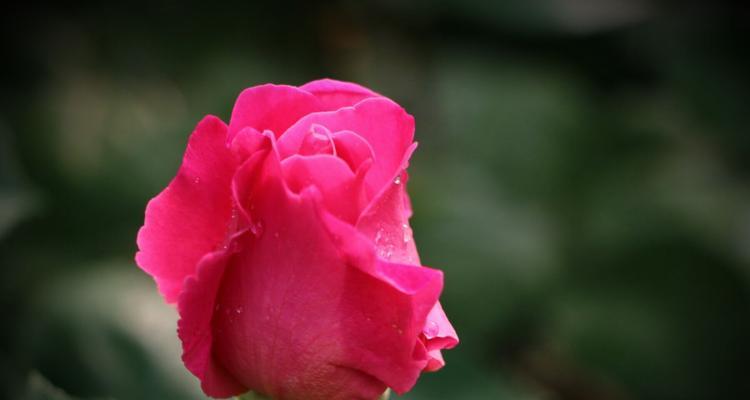 红色月季花语（红色月季花的象征与寓意）