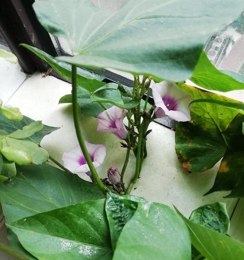 红薯开花的意义与象征(探寻红薯开花的神奇之处)