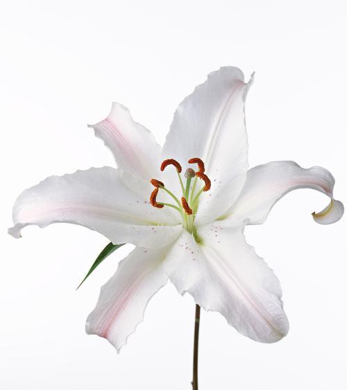 如何剪百合花枝？（简单易行的剪枝技巧和注意事项）