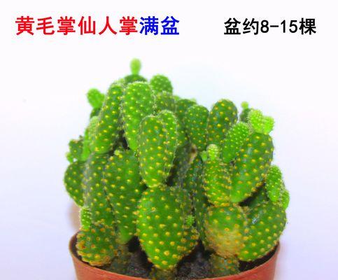 黄掌养殖全攻略（打造温馨生活的黄掌之家）
