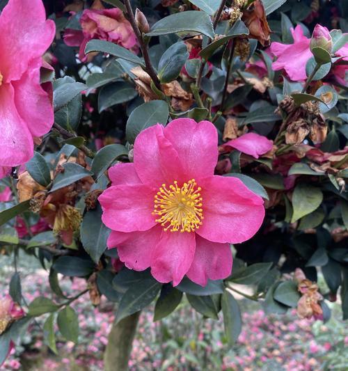 茶梅球开花时间及相关知识(探秘茶梅球的花期、开花原因与园艺栽培技巧)
