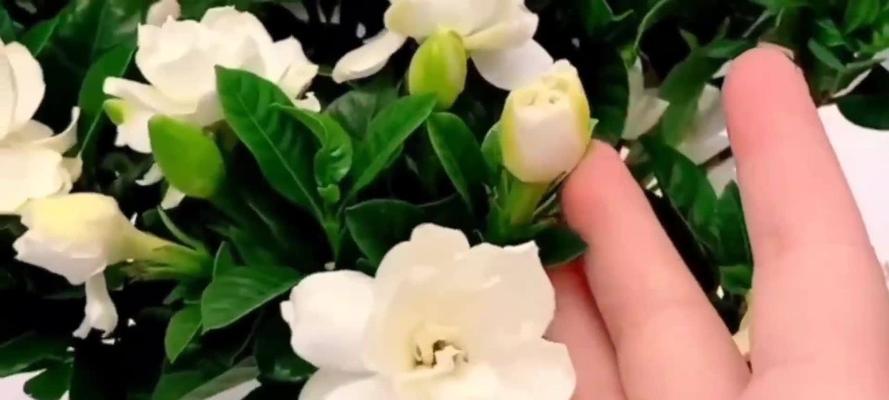 栀子花怎么养？教你轻松应对花落花落蕾（应对萎蔫、枯黄、寿命短等问题，轻松让栀子花开得更美）
