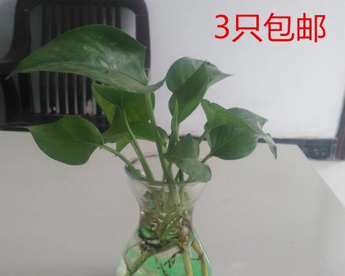 水培绿萝的养护技巧（打造绿色家居的秘诀）