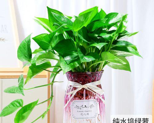 水培绿萝的养护技巧（打造绿色家居的秘诀）